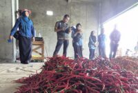 Tim Bapanas melakukan pengambilan sampel cabai dari berbagai titik distribusi dan pasar tradisional. (Dok. Bapanas)